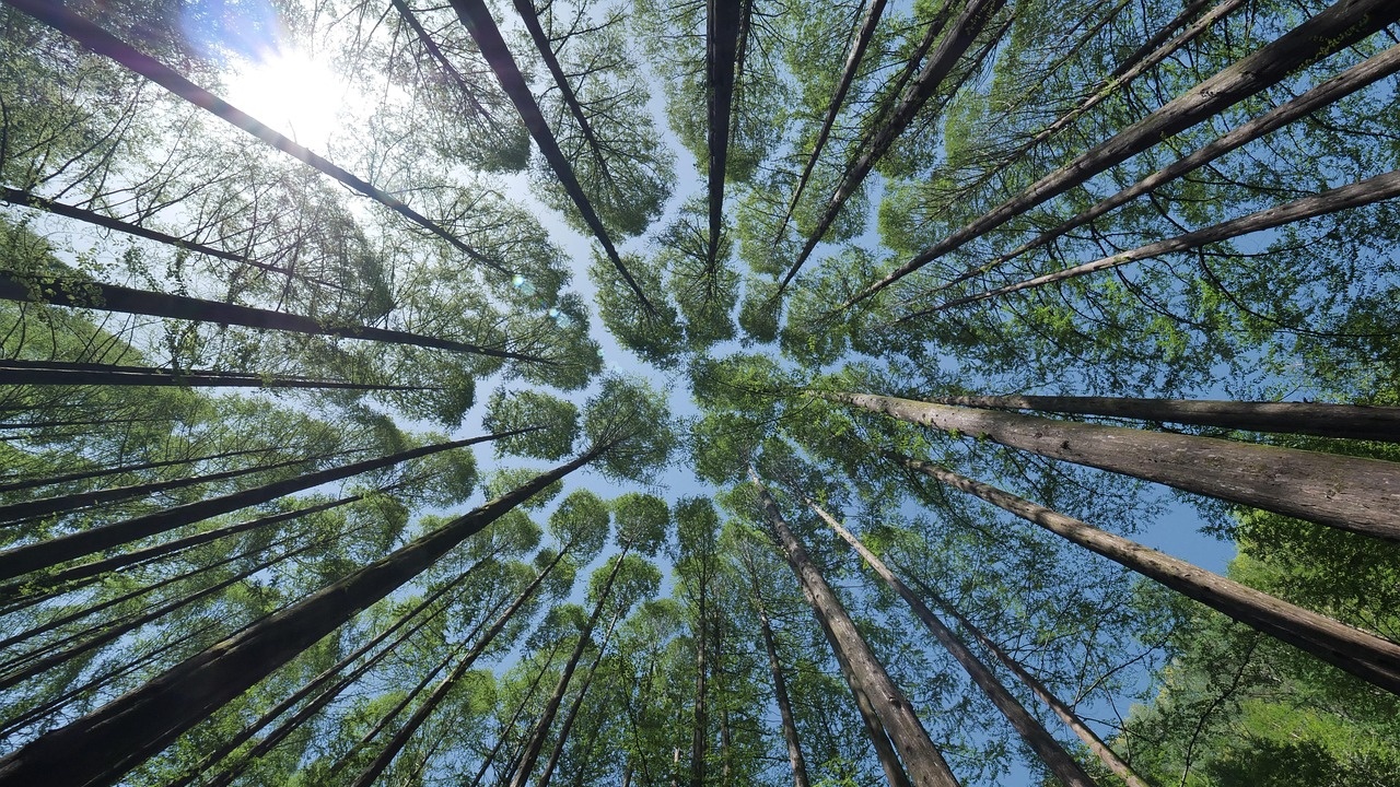 Глобалното затопляне пречи на дърветата да "дишат", показва изследване