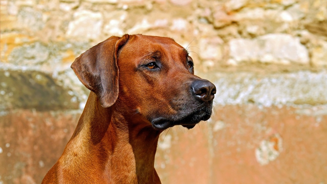 Казанлъшка фондация събира средства за кастрация на дворни кучета