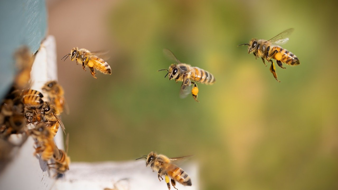 Пчеларството ще побратими градовете Плевен и Тузла