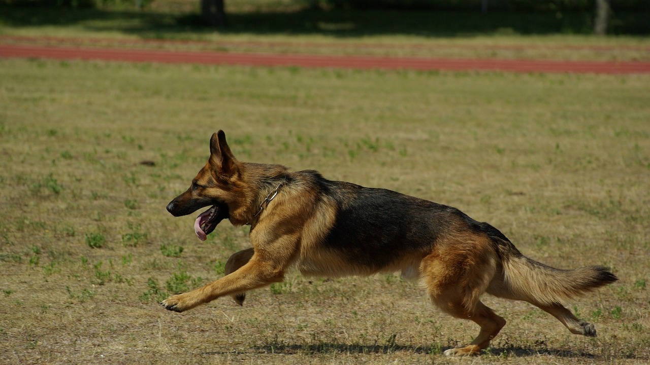 Полицейски патрули с кучета ще дежурят в Бургас