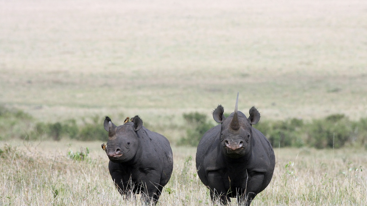 Носорозите се завръщат в Централна Кения