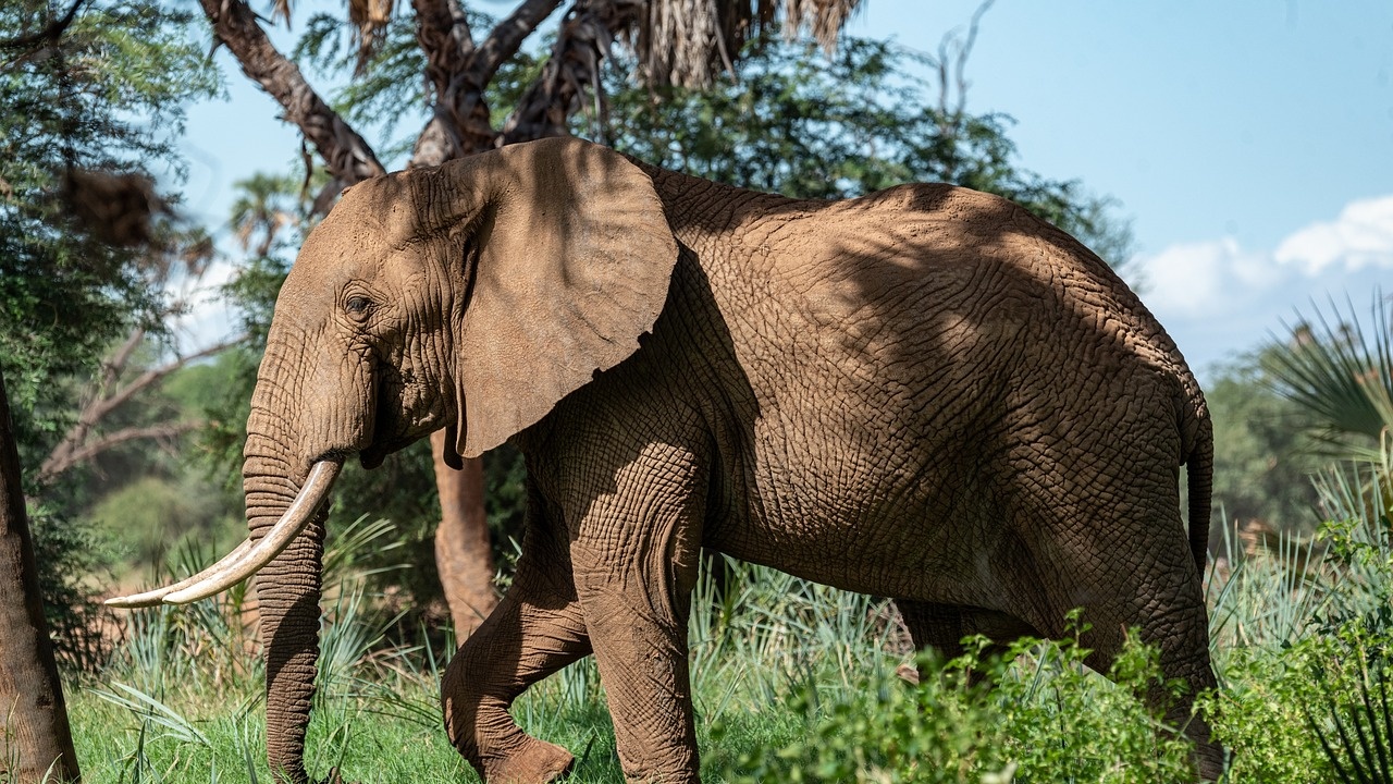Слон вилня в село в ЮАР, не успяха да го изгонят