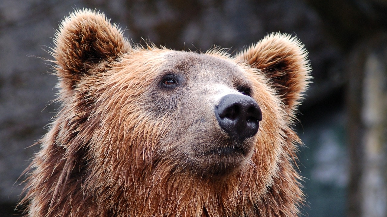 Държавното горско стопанство в с. Смилян отправи искане да се разреши отстрел на проблемна мечка