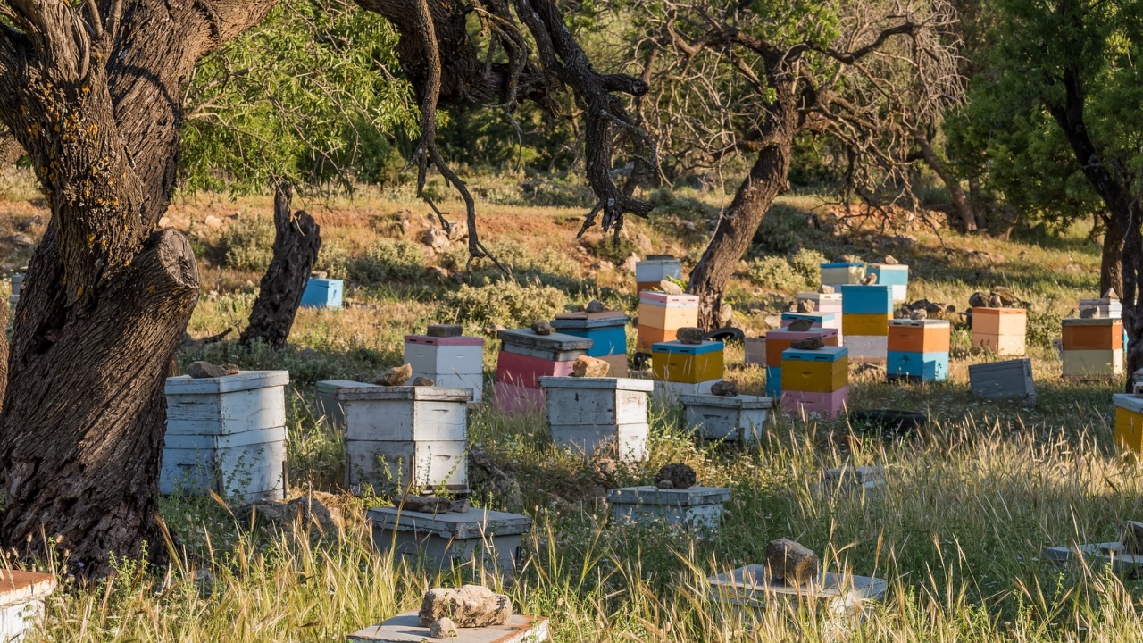 Гръцки пчелари се събраха на демонстрация пред гръцкия парламент