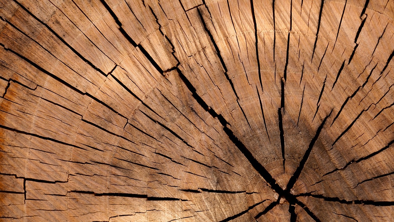 Поредните случаи на нерегламентирано съхраняване и добиване на дървесина