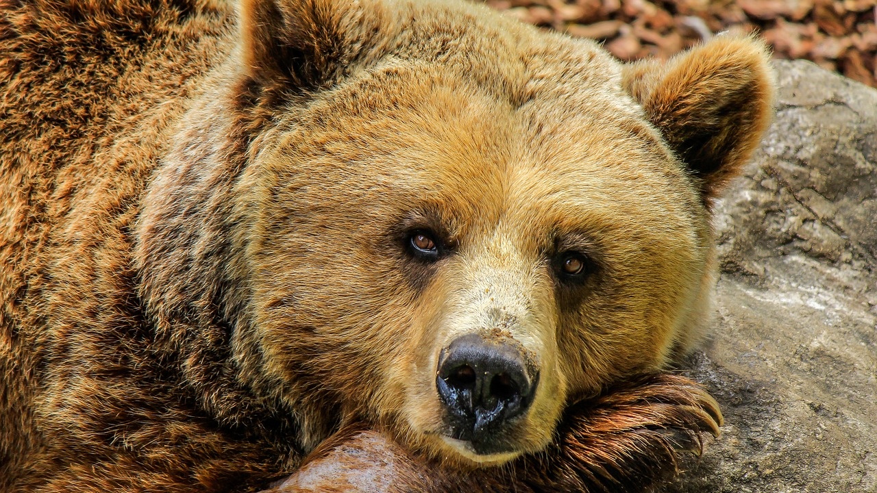 Времето се затопля, високите температури пробуждат мечките от зимния им