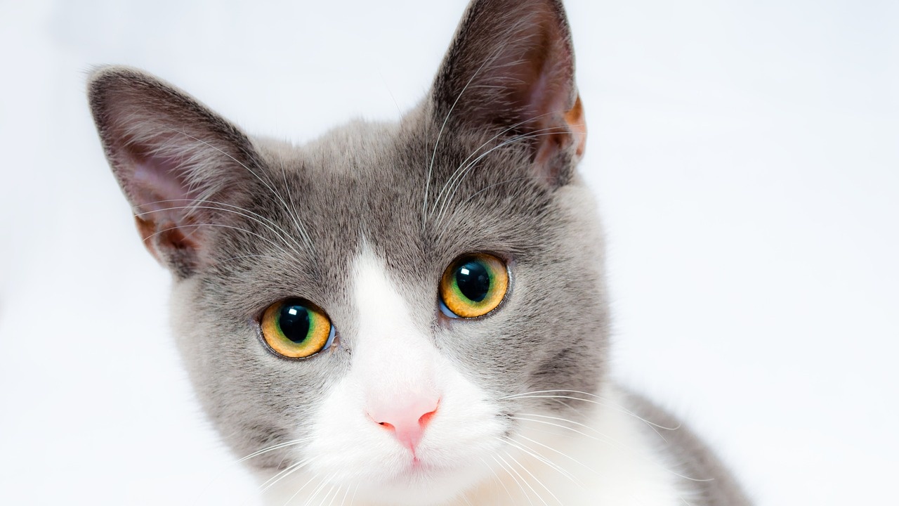 Зоолози установиха защо котките имат плешиви петна пред ушите
