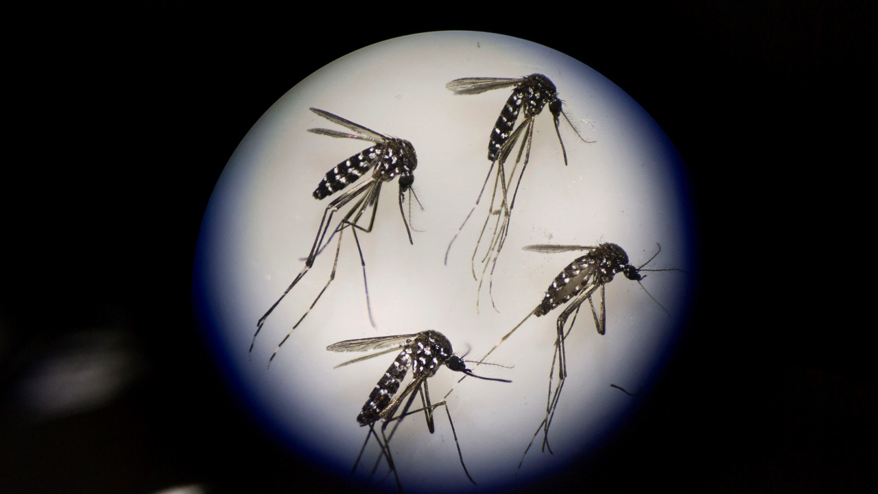 Перу обяви извънредно положение заради скок на заразените с денга