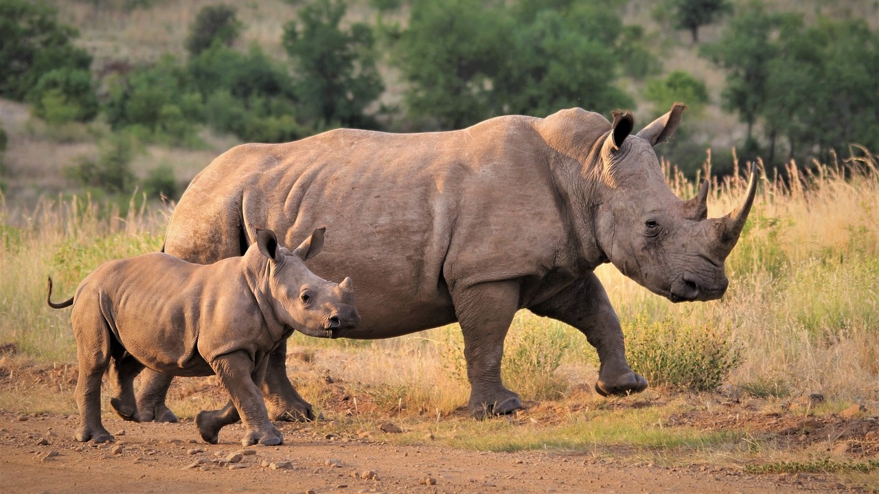 Почти 500 носорога са били убити от бракониери в Южна