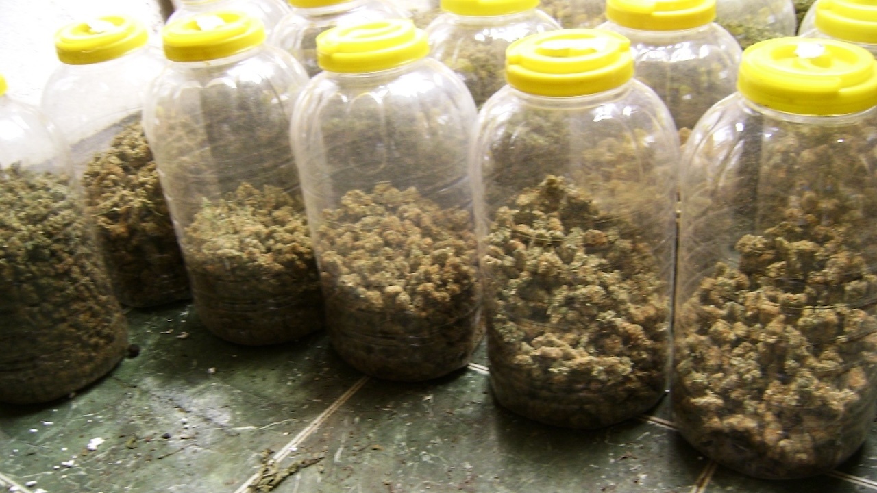Иззеха близо 80 кг марихуана при спецакция в Пазарджишко