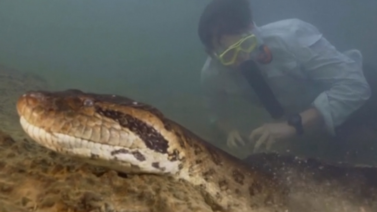 Изследователи в Амазонка са открили най-големия вид змия в света – огромна
