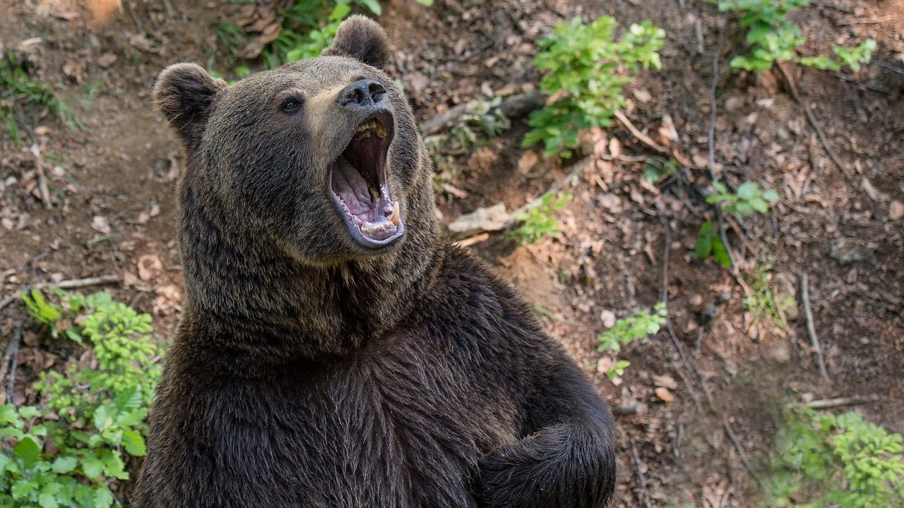 МЗХ разреши отстрела на проблемната мечка в Смолянско