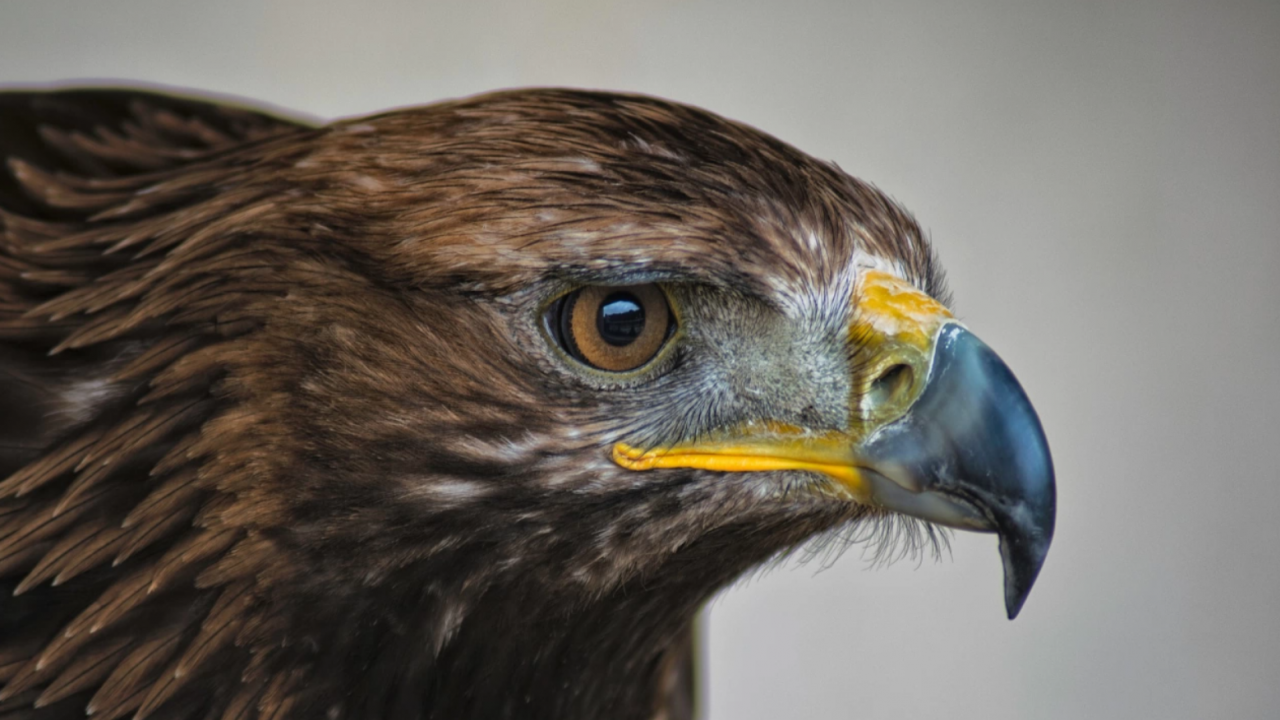 Отровиха 14 животни в Странджа, сред тях и царски орел