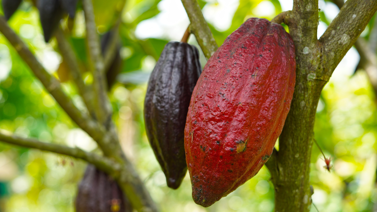 Цените на какаото стават солени заради климатичните промени