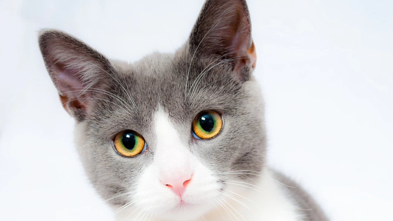 Зоолози от университета Пардю САЩ са открили защо домашните котки
