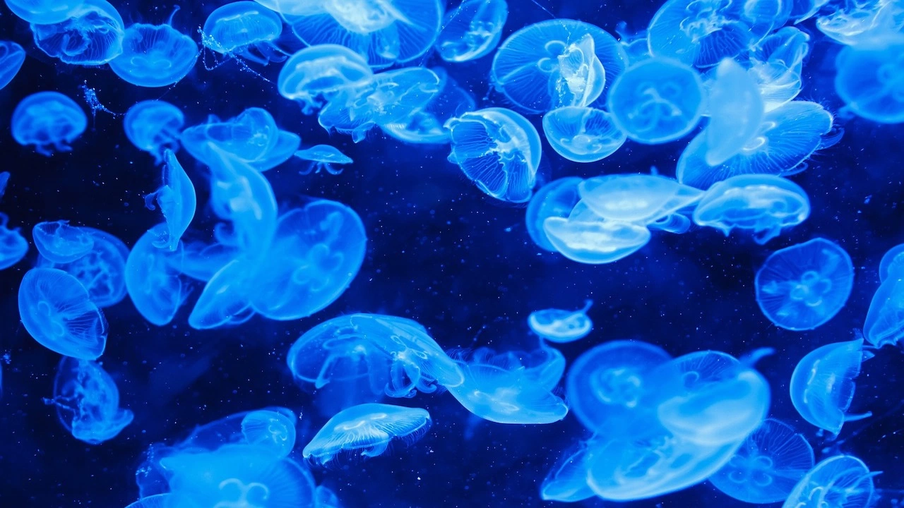 Учени от САЩ са създали бионични медузи способни да се