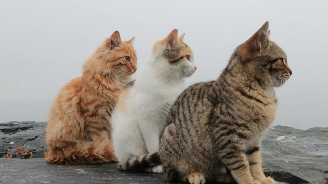 Мъж откри трите си котки отровени в дома си в