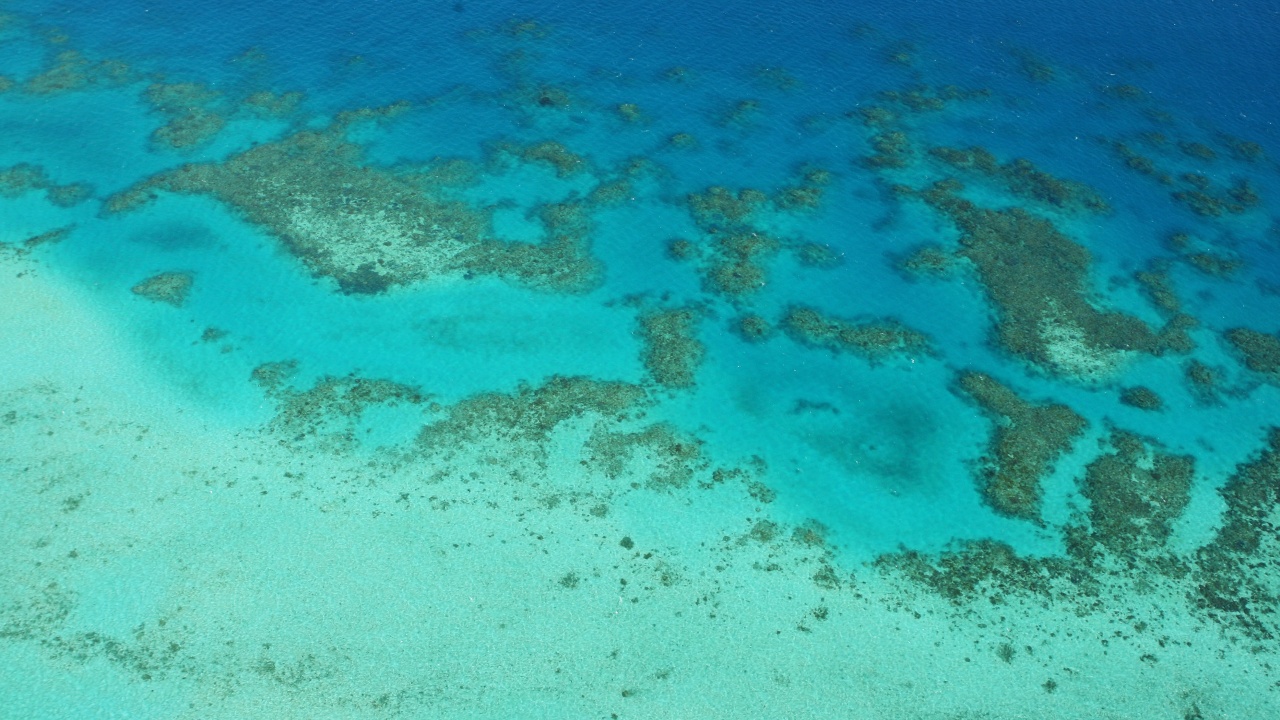 Застрашени от опустошително избелване са коралите в Големия бариерен риф