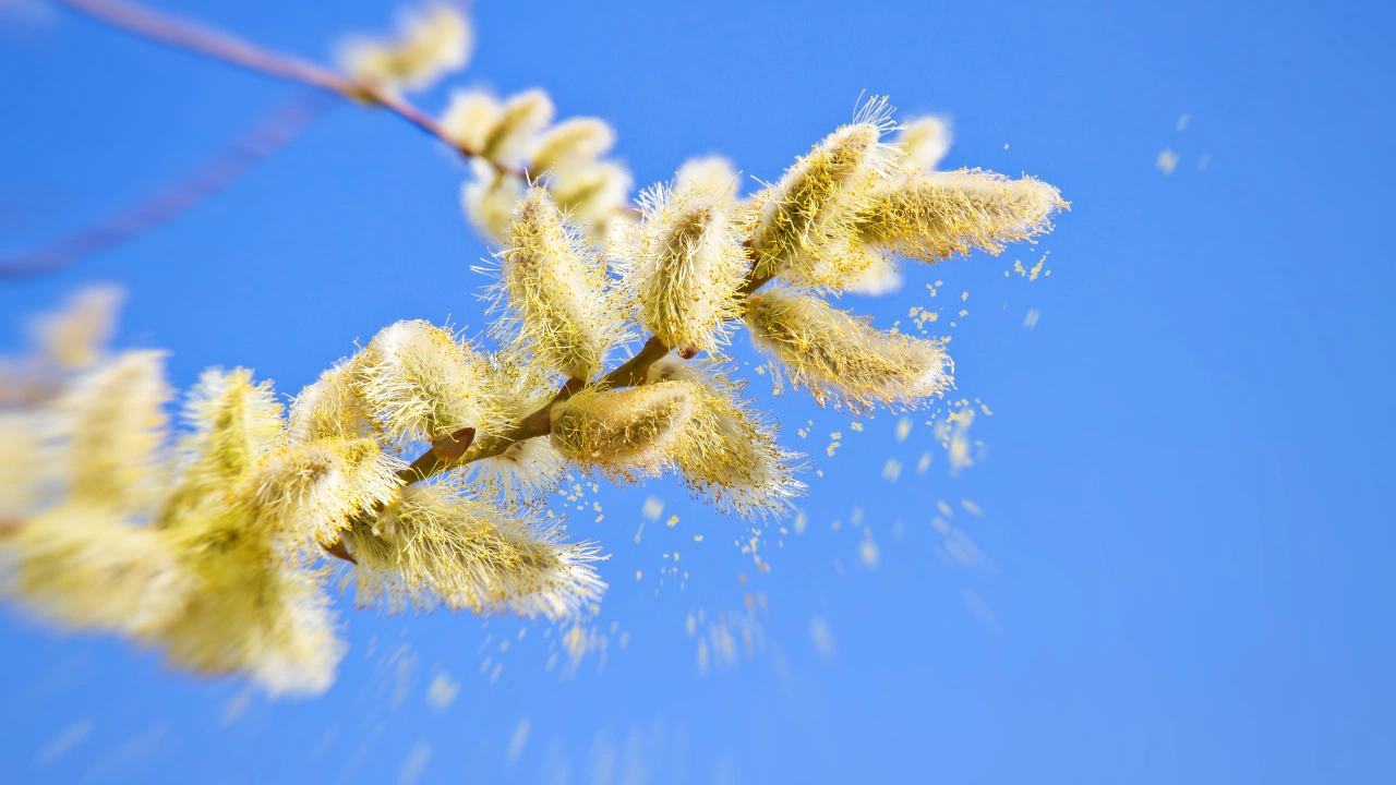 Прогнозата за алергизиращите растения е съвместен проект на bTV и Националния