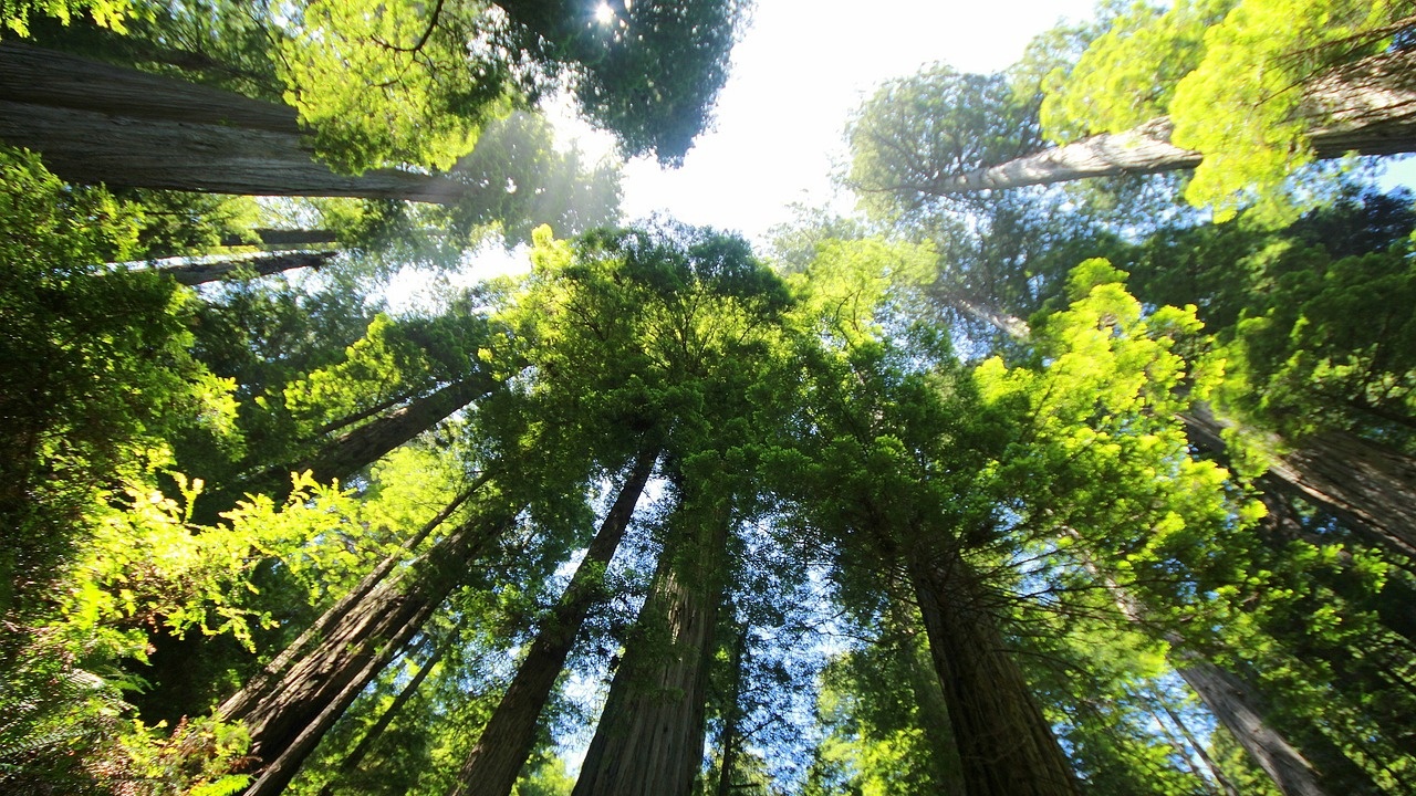Гигантските секвои - емблематични дървета за природните паркове в американския