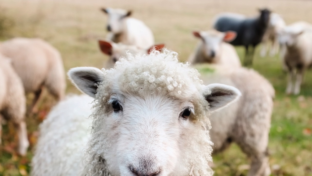 80-годишен американец бе арестуван, защото създал овце-мутанти. Артър Джак Шубарт