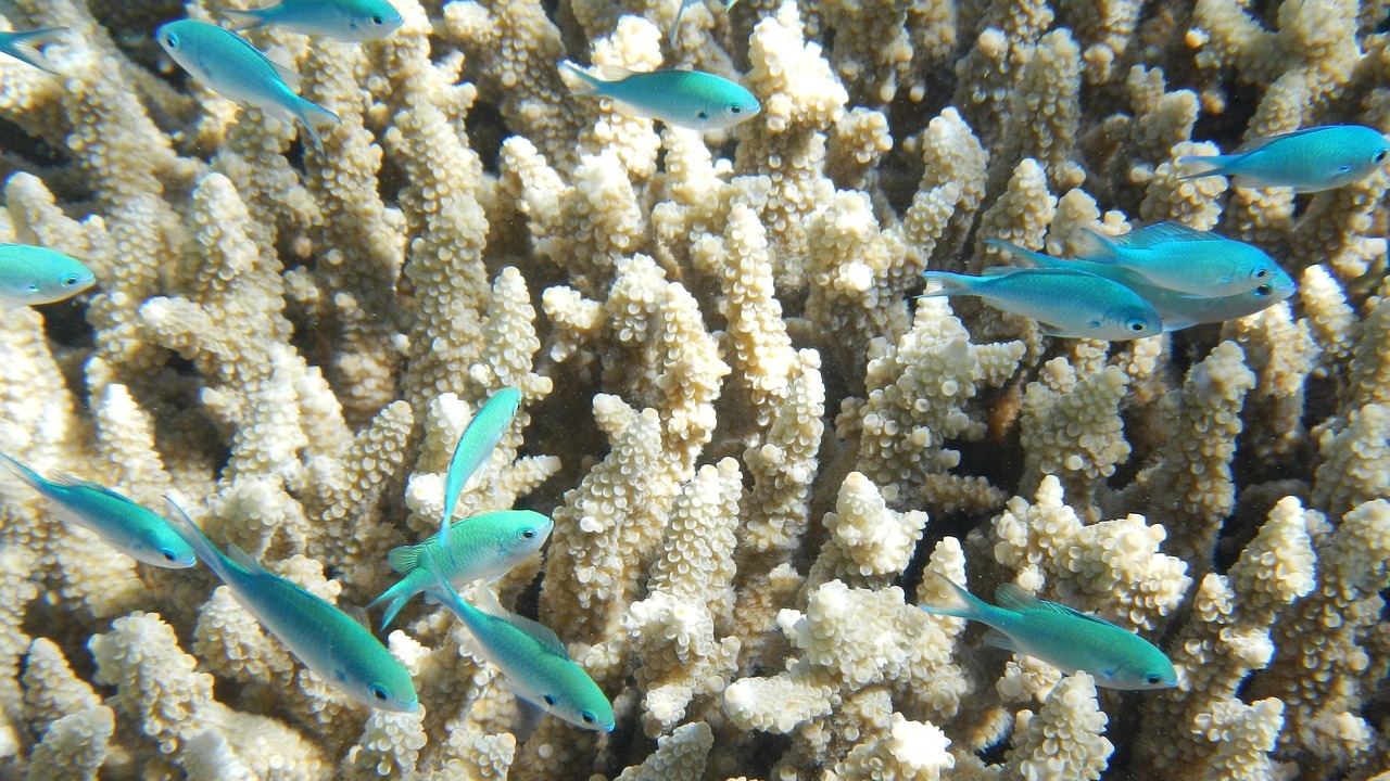 Австралийски учени откриха побеляване на корали на шест острова в