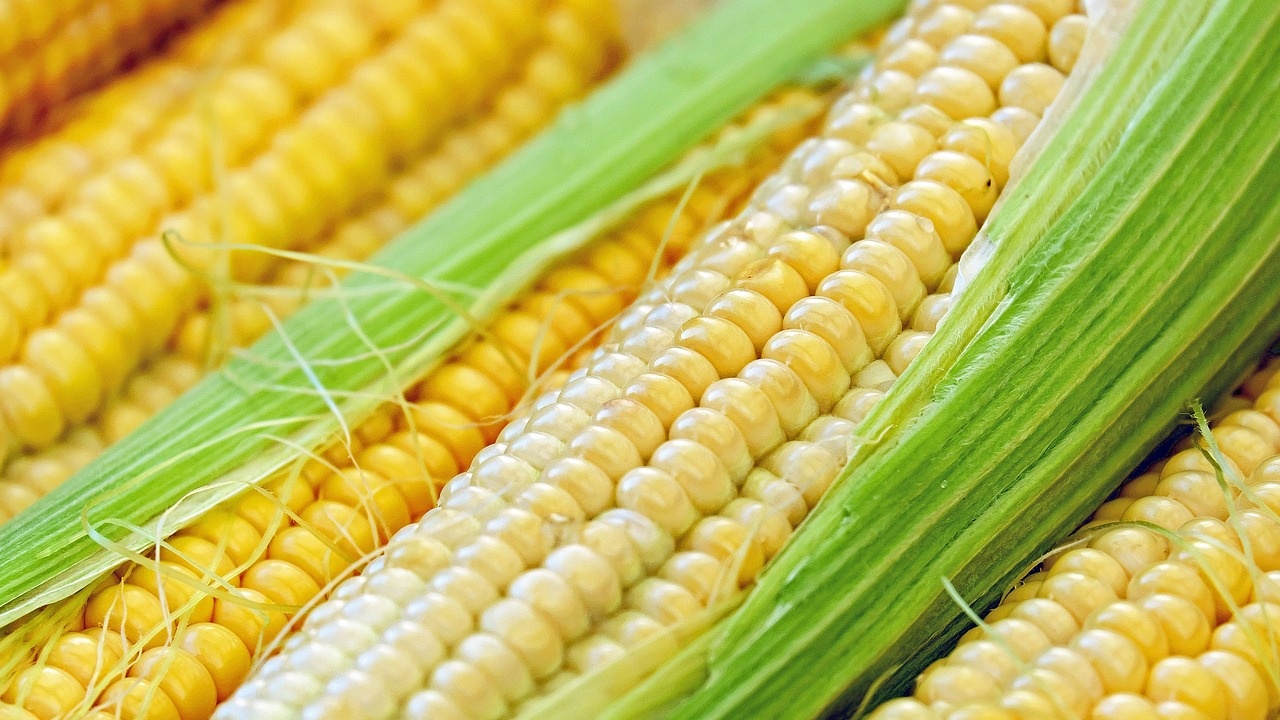 Цените на царевицата тръгнаха нагоре на световните борси