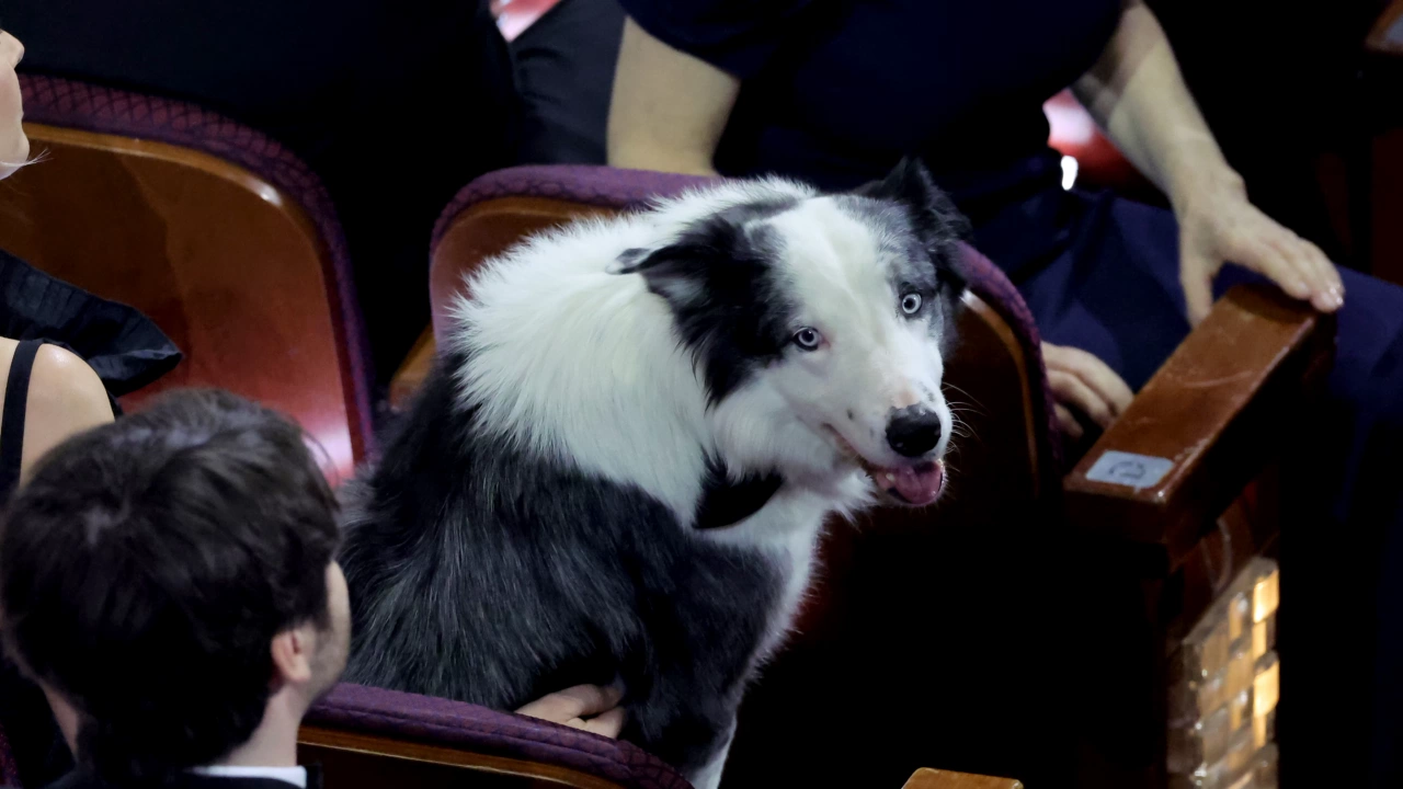 Кучето Меси от филма Анатомията на едно падане се превърна