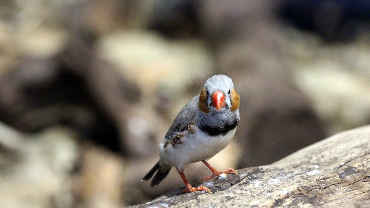 Птиците от вида зеброва амадина пеят една-единствена песен през целия