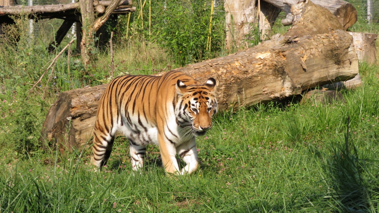 На 19-годишна възраст почина сибирската тигрица Шели в софийския зоопарк, съобщават от