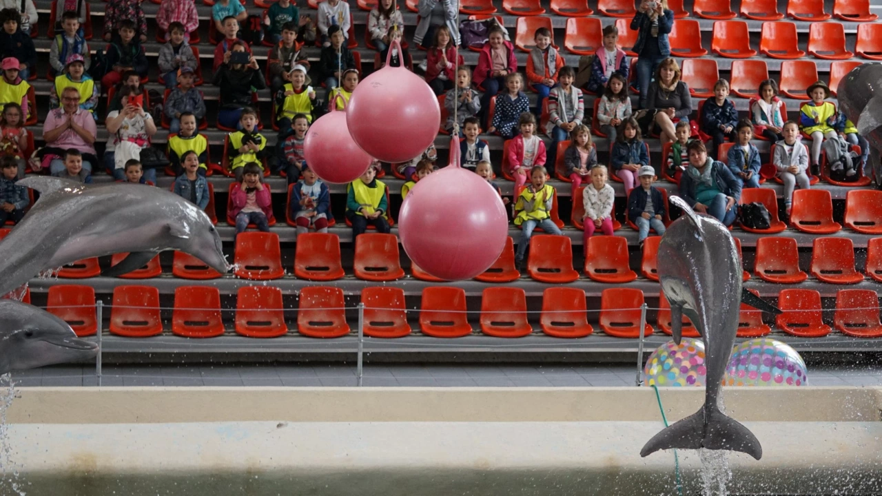 Делфинариум Варна организира безплатни представления за децата Ваканция с делфините