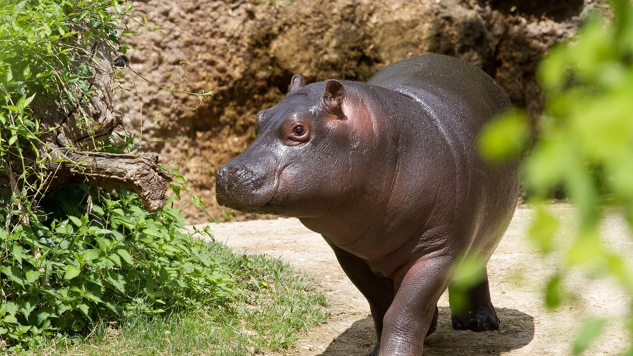 Хипопотам джудже един от най редките и застрашени бозайници в света