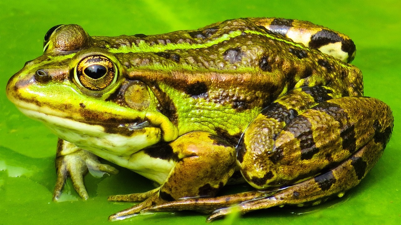 Китайски учени установиха, че намигането при женски жаби се използва
