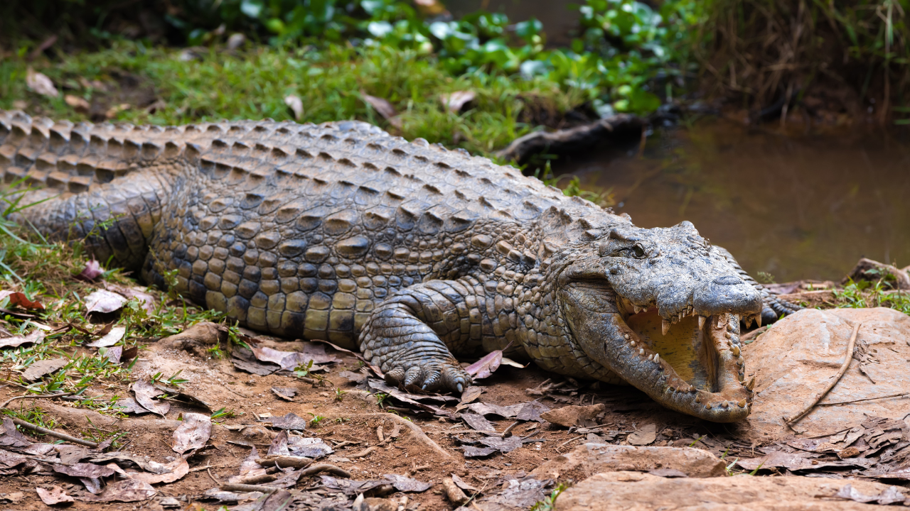 В североизточния австралийски щат Куинсланд е заловен 4,3 метров крокодил,