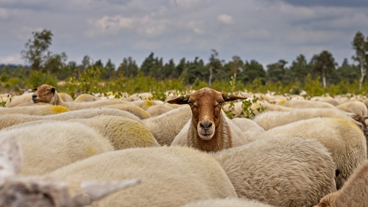 Националният събор на овцевъдите ще се състои за 12-и път край Петропавловския манастир
