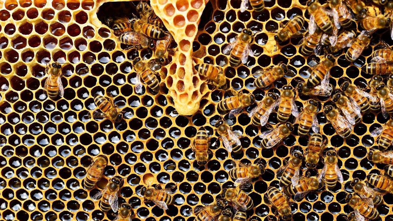 Унгария няма да въведе отново забрана за внос на мед