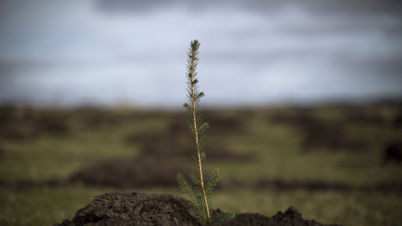 Засаждането на дървета - класически инструмент в борбата срещу глобалното