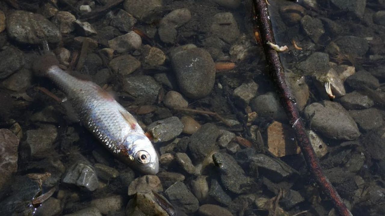 Мъртва риба изплува в река Банска край Димитровград