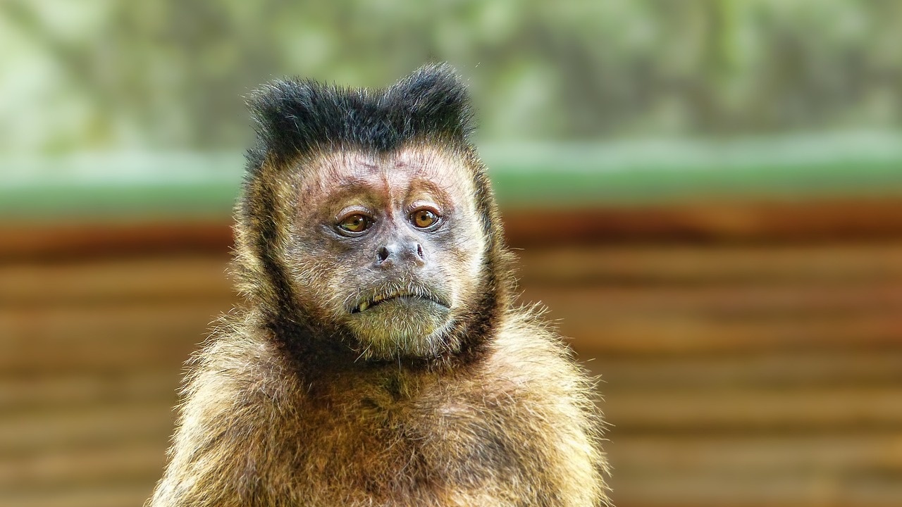 Маймуните в тайландската провинция Лопбури са една крачка по-близо до