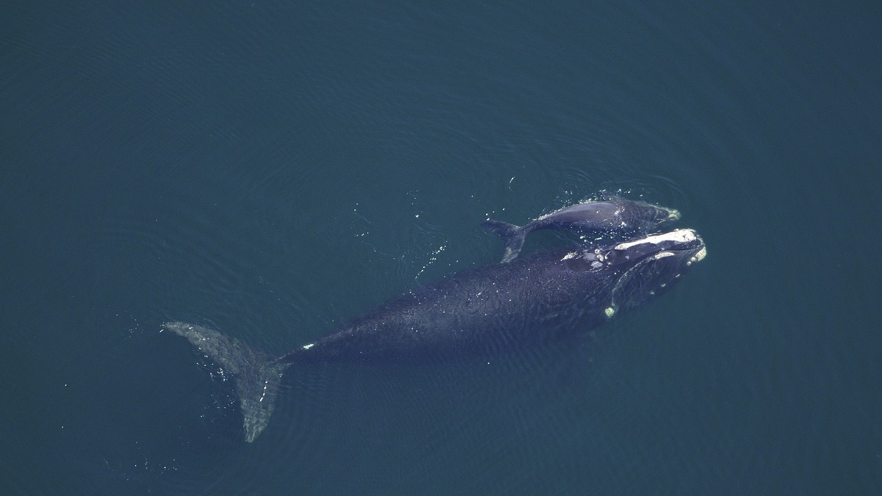 Кралят на маорите в Нова Зеландия призова днес китовете да