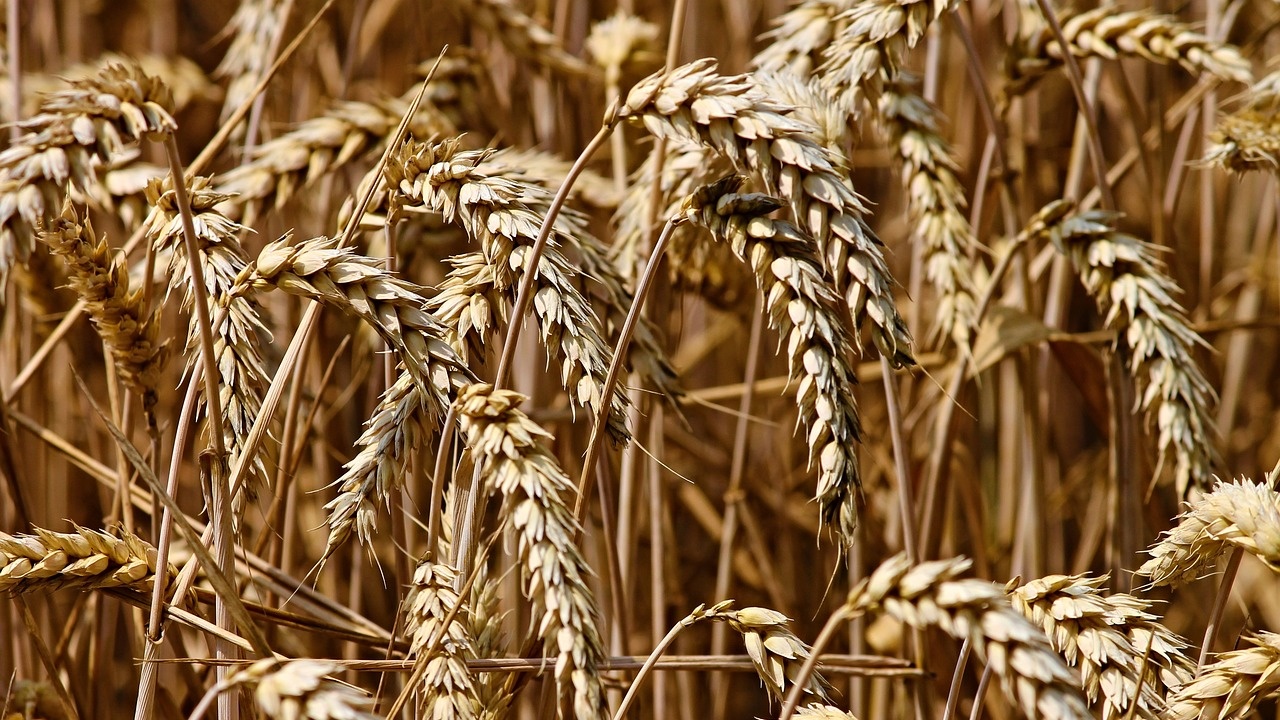 Пробивът на Турция като износител на твърда пшеница спести на