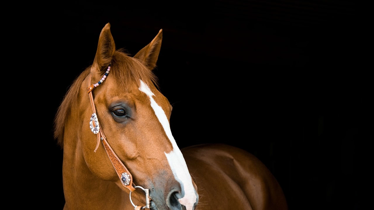 Пролетен празник на коня и конния спорт ще се състои