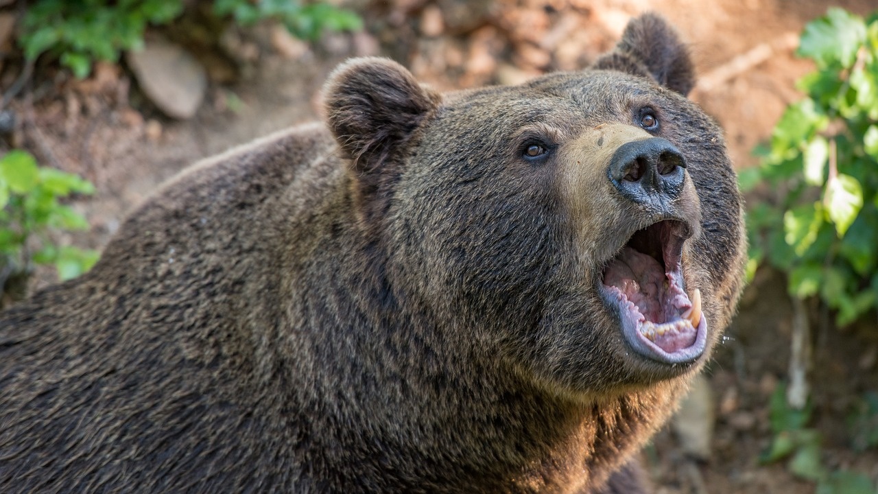 В Словакия зачестяват нападенията на мечки