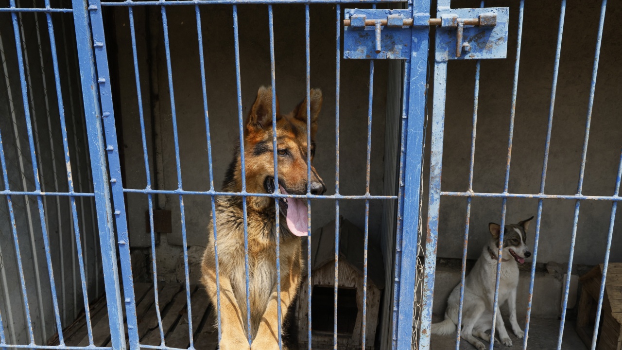 Търсят директор на приютите за кучета на „Екоравновесие“