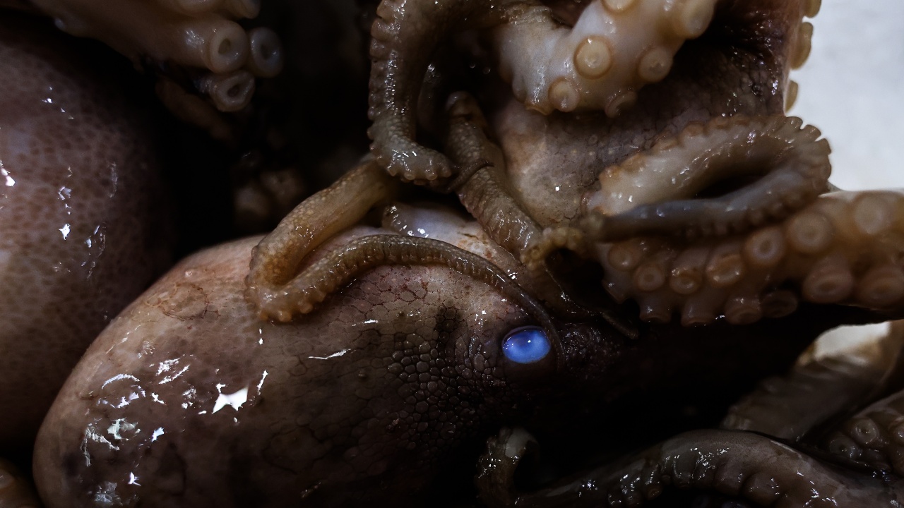 Затоплянето на океана излага октоподите на риск от увреждане на зрението