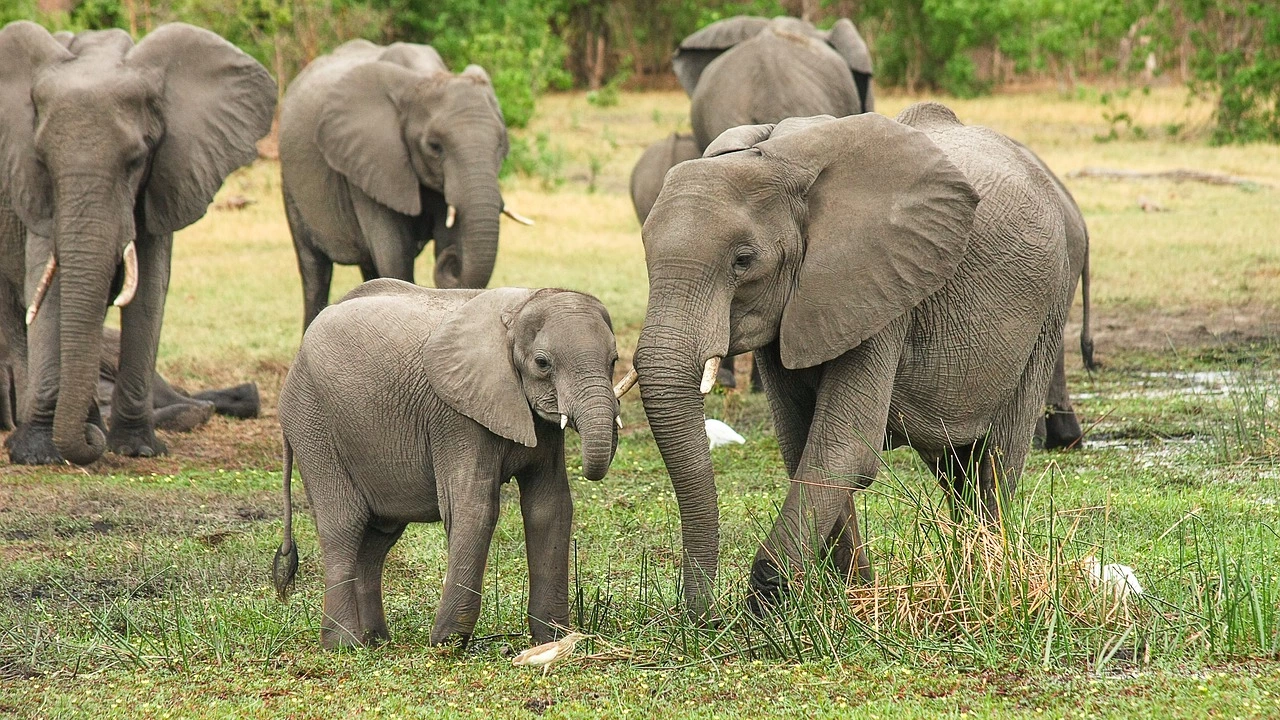 Президентът на Ботсвана заплаши че ще прати 20 000 слона