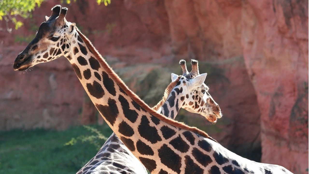 Любим женски жираф от зоологическата градина в Южна Дакота е