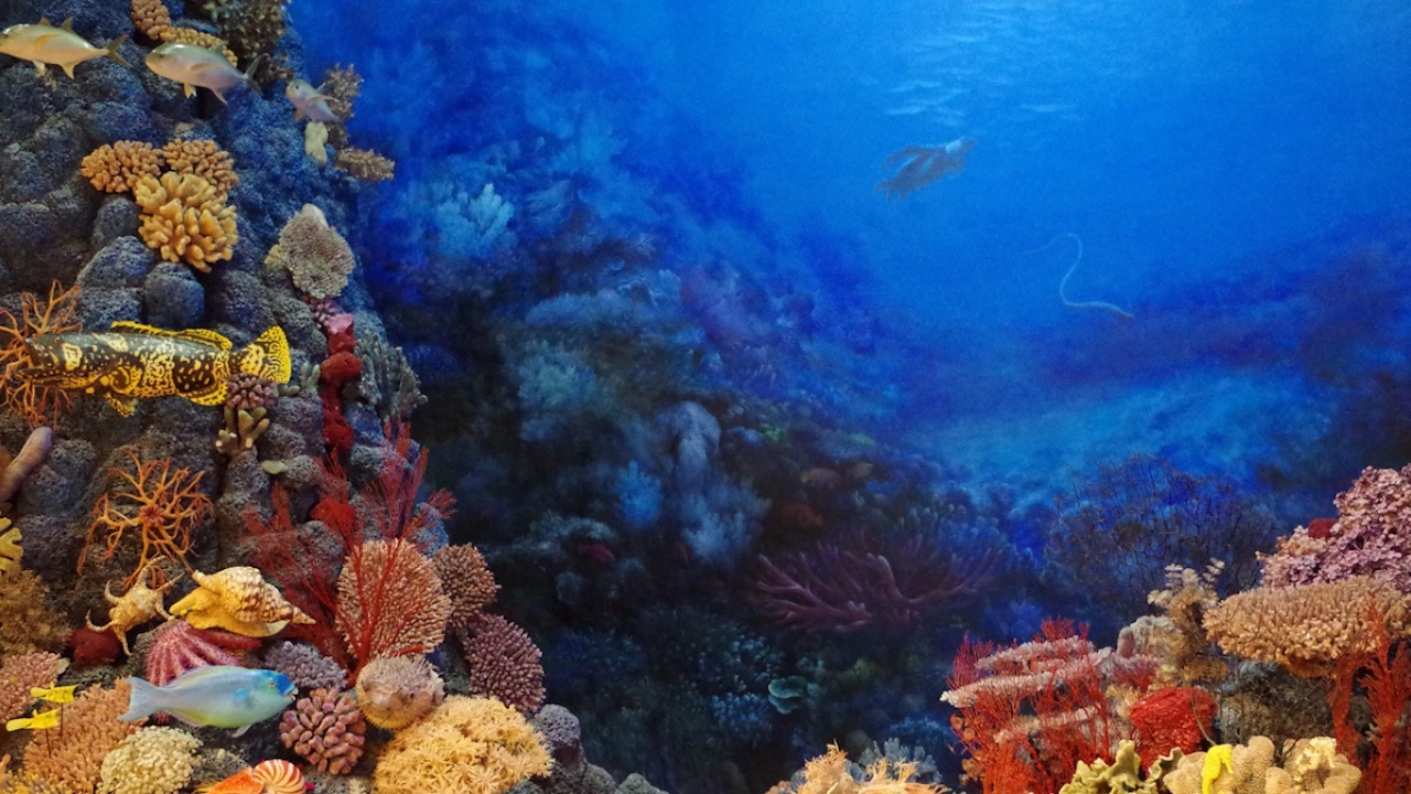 Австралийско изследване установи че кораловите рифове могат да се възстановят