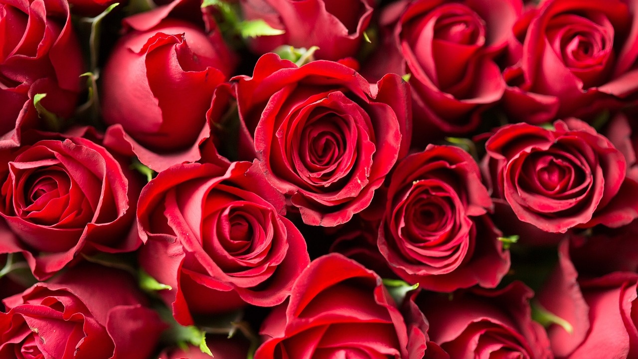 Рози ще красят Антоново по повод годишнина от обявяването му