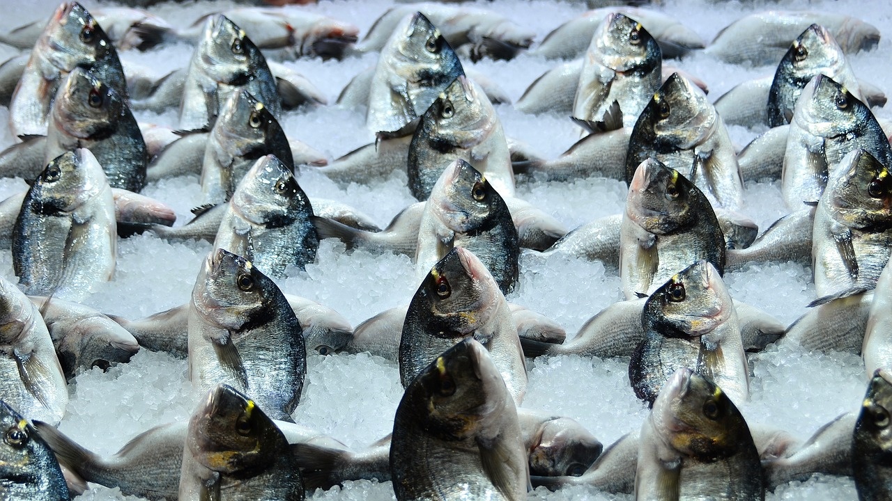 Замяната на червеното месо с дребна риба може да спасява 750 000 живота годишно до 2050 г